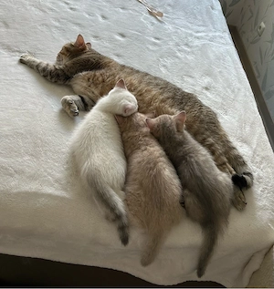 Reinrassige BKH Kitten mit Stammbaum