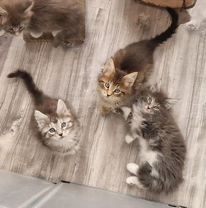 *Mega süße* reinrassige Maine Coon Kitten 