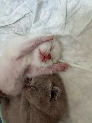 Wunderschöne reinrassiger BKH 