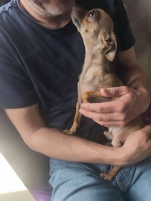 mini Chihuahua Cookie Männlich genau 2 Jahre