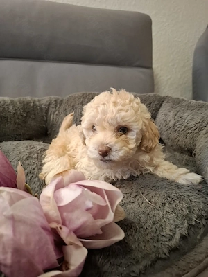 Bolonka Zwetna Welpen 