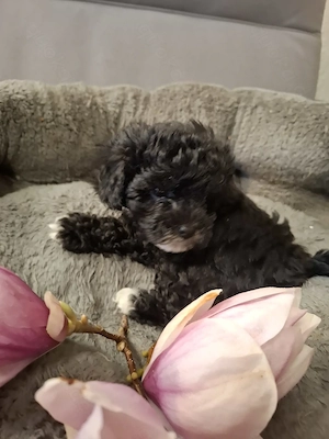 Bolonka Zwetna Welpen 