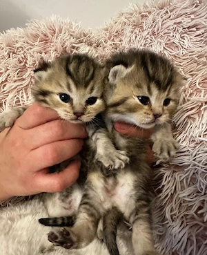 Goldene Britisch Kurzhaar-Kätzchen, GCCF-registriert