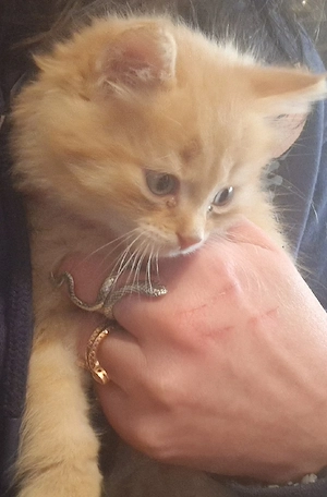 2 Kätzchen Geschwister 