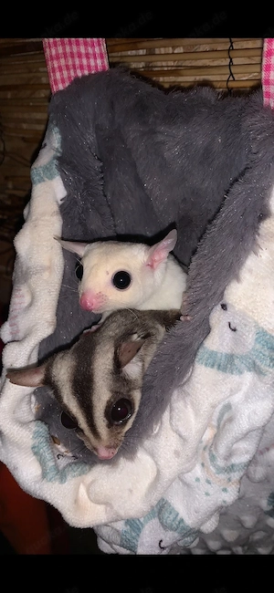 sugar glider