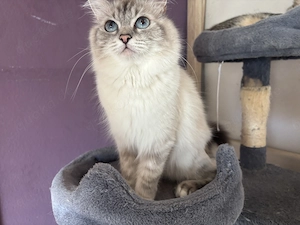 Ausgewachsene Ragdoll Birma Mischlingskatze