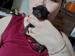 3 Hübsche Kater abzugeben ca ab 14 Juni 