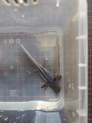     Axolotl     Mela Wildling 
