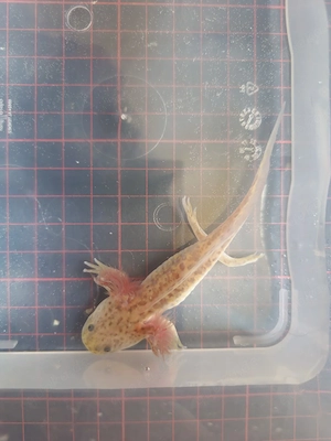     Axolotl     Mela Wildling Copper 
