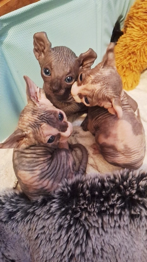 Canadian Sphynx Kitten suchen ein liebevollen Dosenöffner u ein schönes!!!SIND JETZT ABGABEBEREIT!