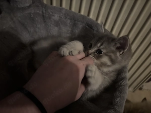 BKH Ragdoll Mischlingskitten