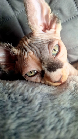Canadian Sphynx Kitten suchen ein liebevollen Dosenöffner u ein schönes!!!SIND JETZT ABGABEBEREIT! Bild 2