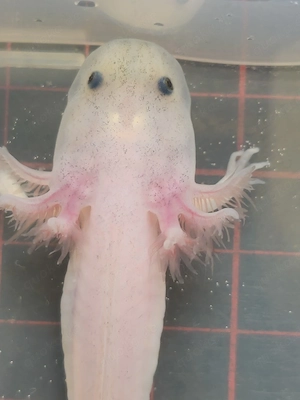 Axolotl verschiedene Farben Bild 2