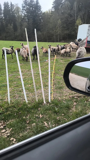 Kamerun Heideschnucke mix Schaf Böcke abzugeben 