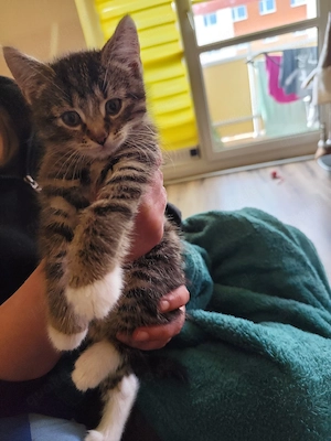 katerchen buddy  Bild 2