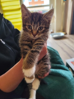 katerchen buddy  Bild 3