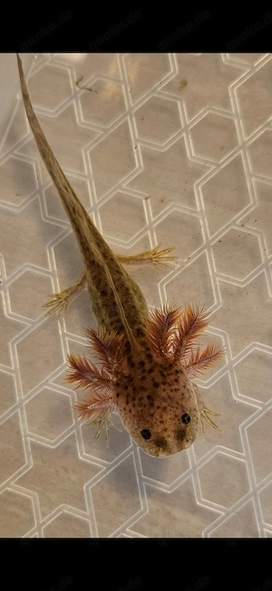 AXOLOTL Mix Auszugsbereit 