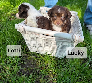 Mini Australian Shepherd Welpen mit Papieren