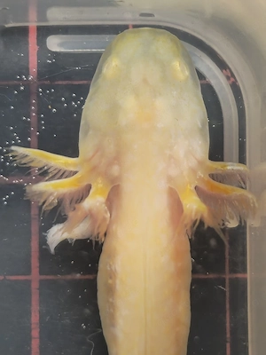 Axolotl verschiedene Farben