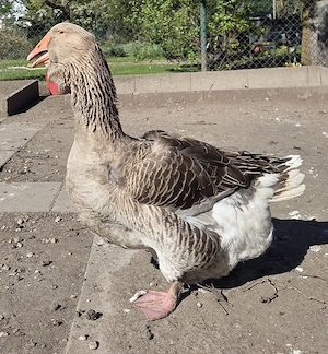 Toulouser Gans Ganter