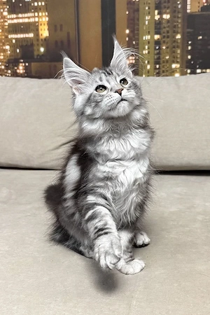 Majestätischer 5 Monate alter Maine-Coon-Mix   Ein sanfter Riese in Ausbildung