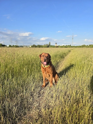 Labrador Deckrüde mit ZZL