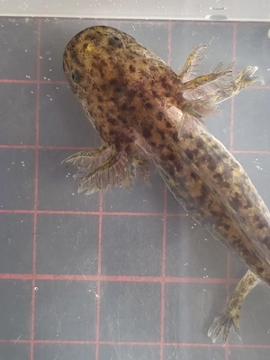 Axolotl verschiedene Farben Bild 3