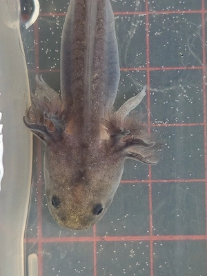 Axolotl verschiedene Farben Bild 4