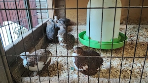 Wachteln - Celadon-Mix