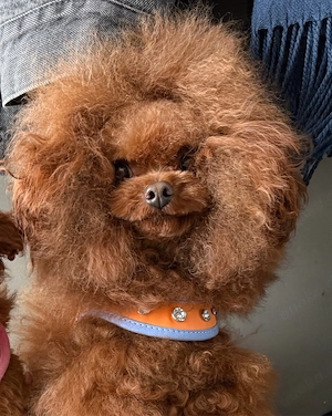  Deckrüde toypudel asiatisch genetisch getestet