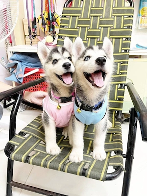 Zwei wunderschöne Siberian Husky Welpen (weiblich)   12 Wochen alt   suchen liebevolles Zuhause