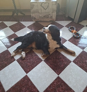 Bernersenenwelpen werden ende April erwartet und suchen Knuddelplätzchen.