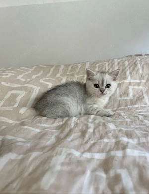 Reinrassige BKH Silver Shaded Kitten suchen ein liebevolles zuhause