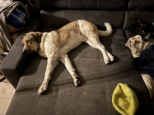 Kangal-Mix Drei Jahre alt