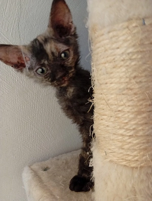 sphynx britisch Kurzhaar mix bkh Bild 3