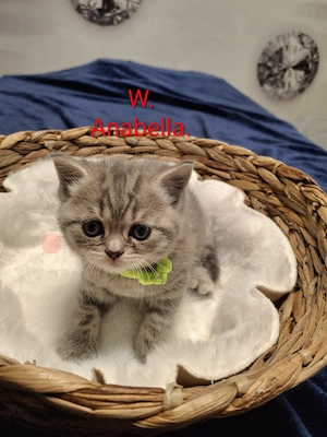 Bkh kazenbaby Reservierung 