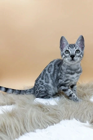 Atemberaubender, 5 Monate alter silbergefleckter Kater   wie ein winziger Schneeleopard!