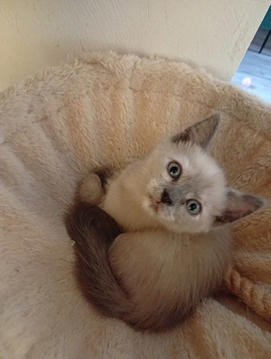 sphynx britisch Kurzhaar mix bkh Bild 4