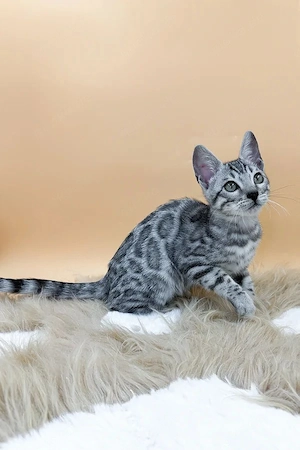 Atemberaubender, 5 Monate alter silbergefleckter Kater   wie ein winziger Schneeleopard!