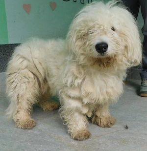 Weißer Wuschel Rüde 1,5j ausreisebereit bis Regensburg nach Adoption 