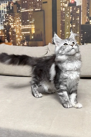 Majestätischer 5 Monate alter Maine-Coon-Mix   Ein sanfter Riese in Ausbildung