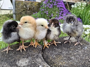 Bruteier Be Küken Glucke Buntleger 