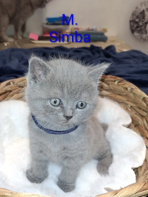 britisch kurzhaar babykatzen