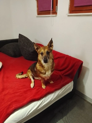 Notfall ganz liebe Hündin! Dringend! 