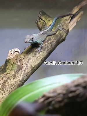 Anolis Grahami 1,0 12.2025