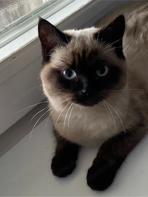 bkh siam katze 