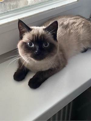 bkh siam katze  Bild 4