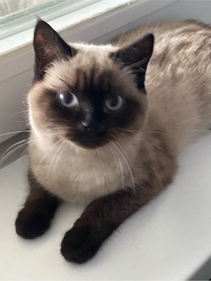 bkh siam katze  Bild 3