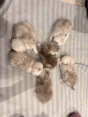 BKH Kitten suchen liebevolles Zuhause