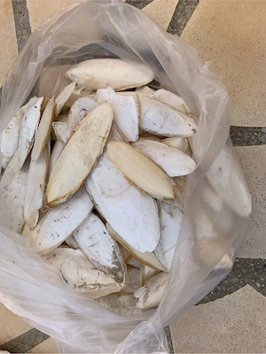 sepiaschalen Sepia Schulp 1 Kilo Schildkröten Vögel Scjnecken 